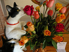 Even kitties prefer the smell of roses.  (Photo Credit: Melvin T. Schlubman on Flickr)