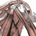 Anatomy of the Rotator Cuff Cuff