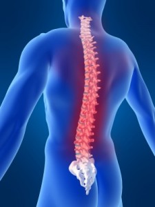 The Spine