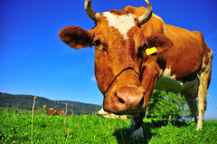 Keep Bessie busy by getting the right amount of dairy!